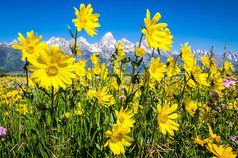 Wildflower power: Summer in Grand Teton National Park