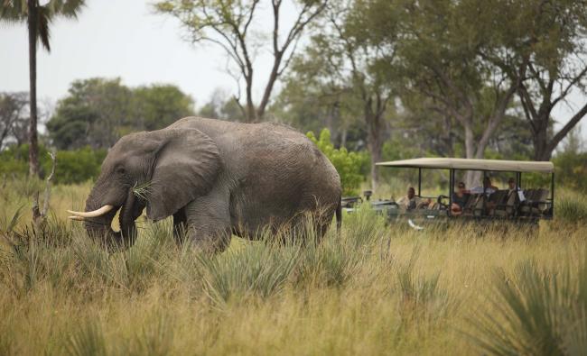 Discover Botswana elephant spotting on safari drive