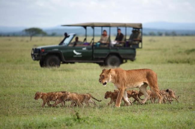 andBeyond Meet the Kings of the Jungle on Safari