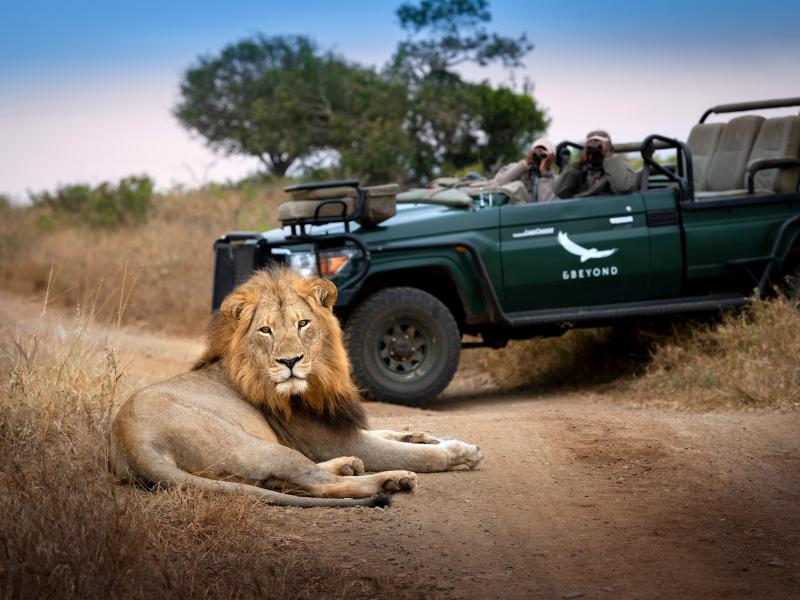 Lion Spotting on Safari Drive