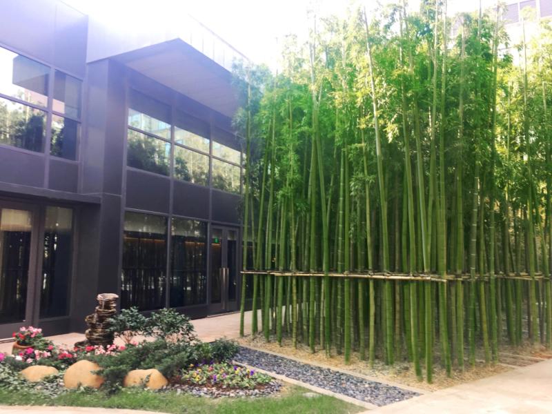 Bamboo garden