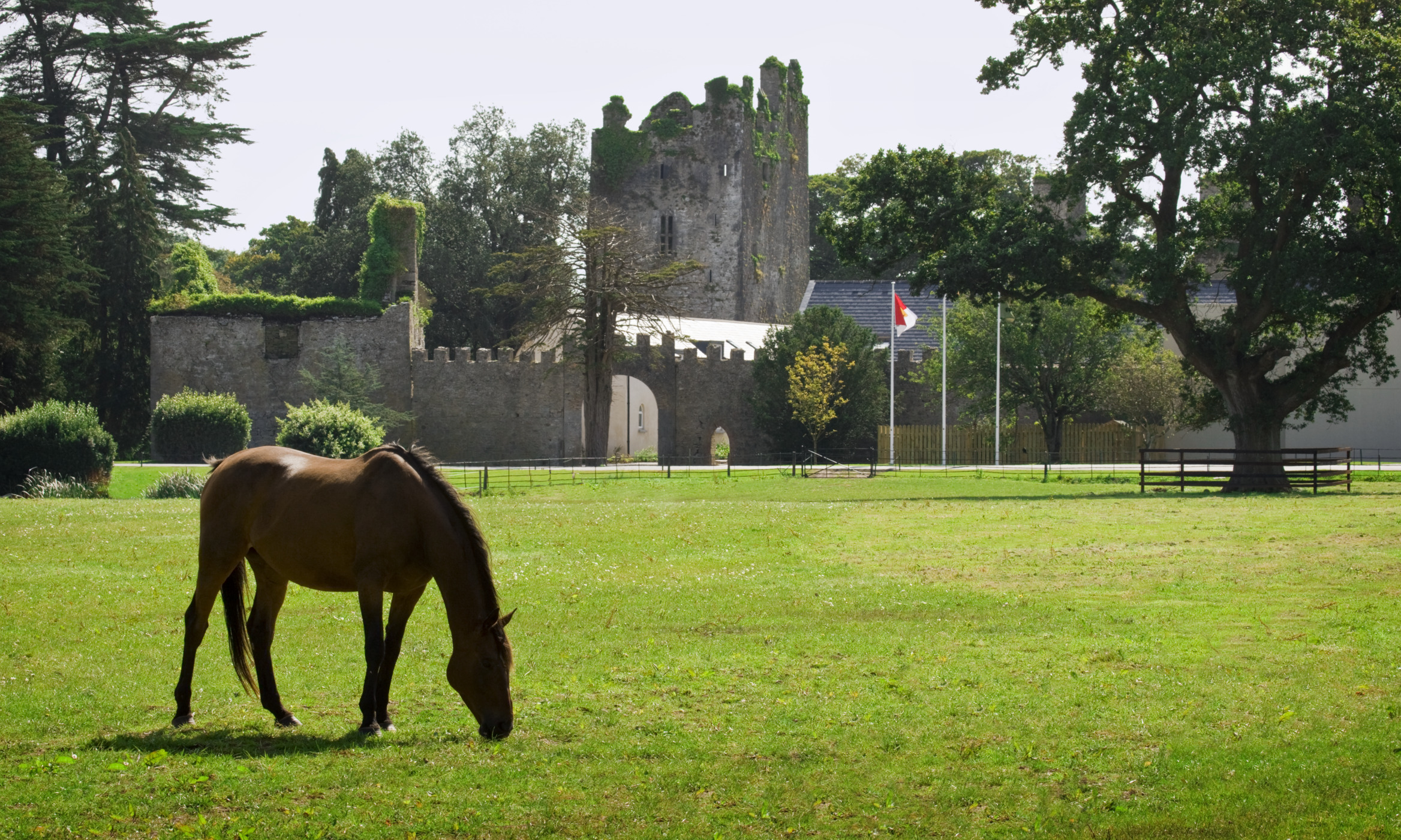 horse at castle