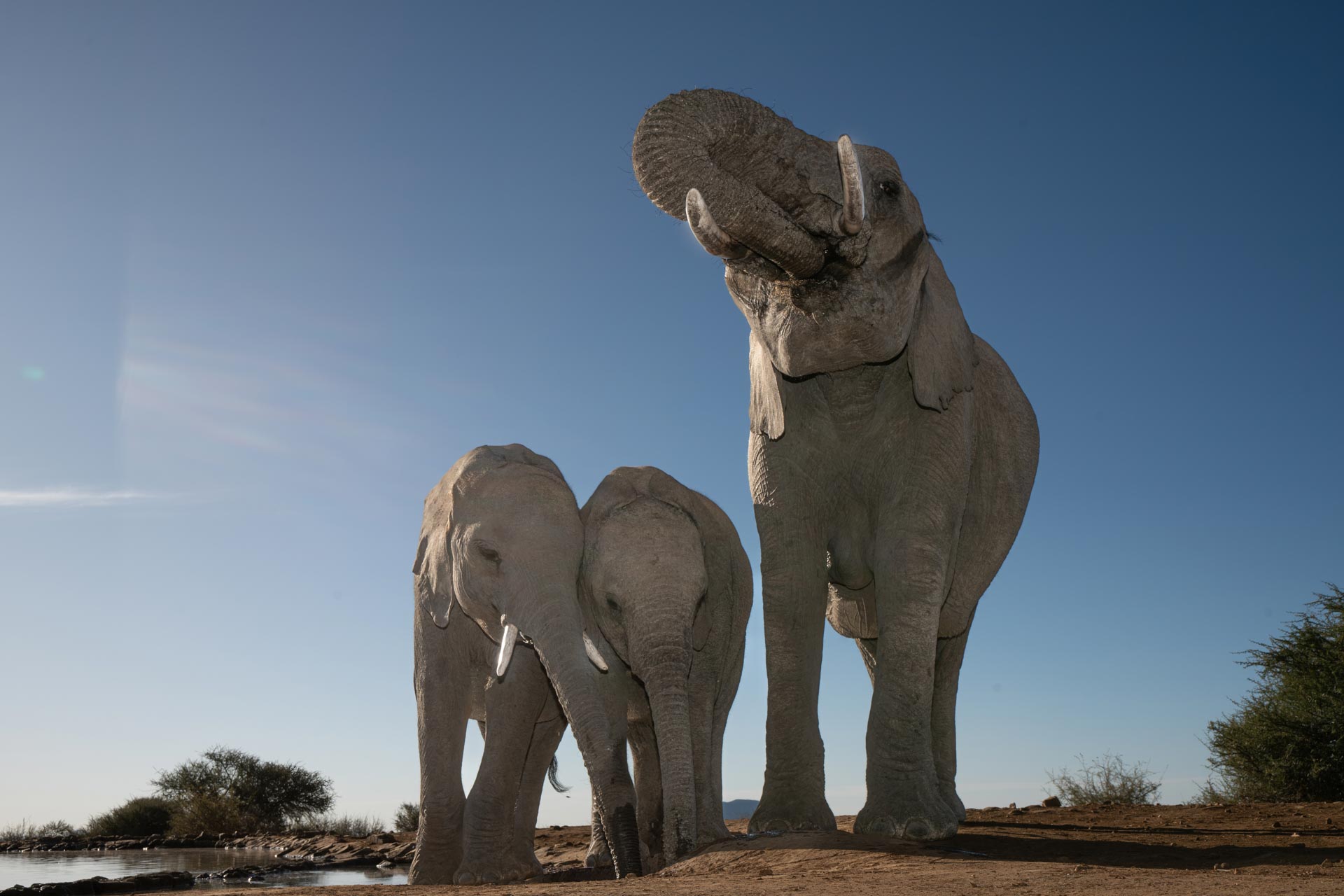 Elephant family at the waterhole