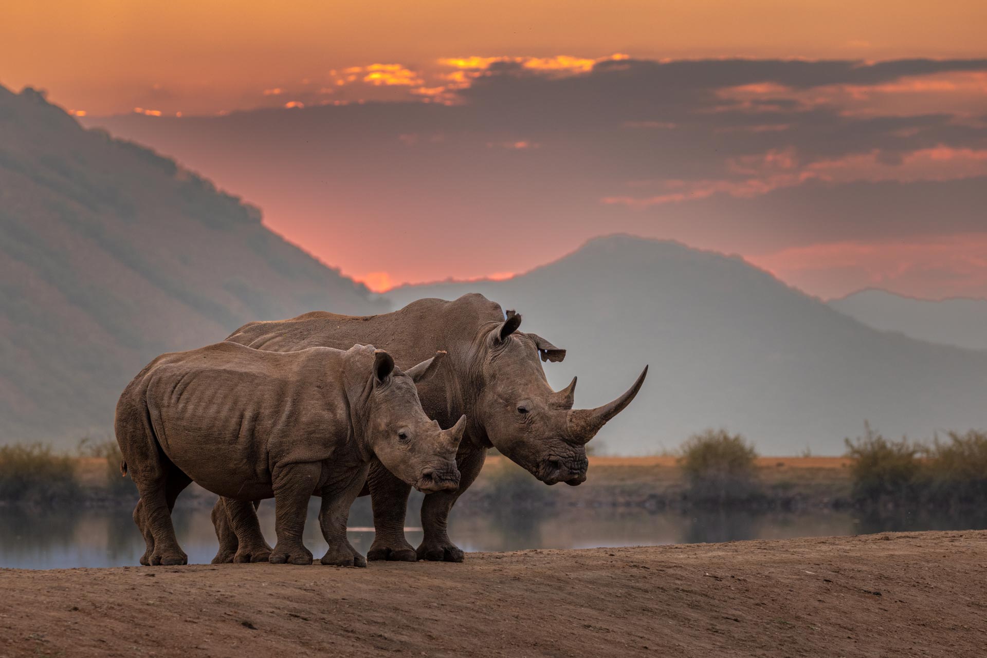 Rhino and calf at sunset