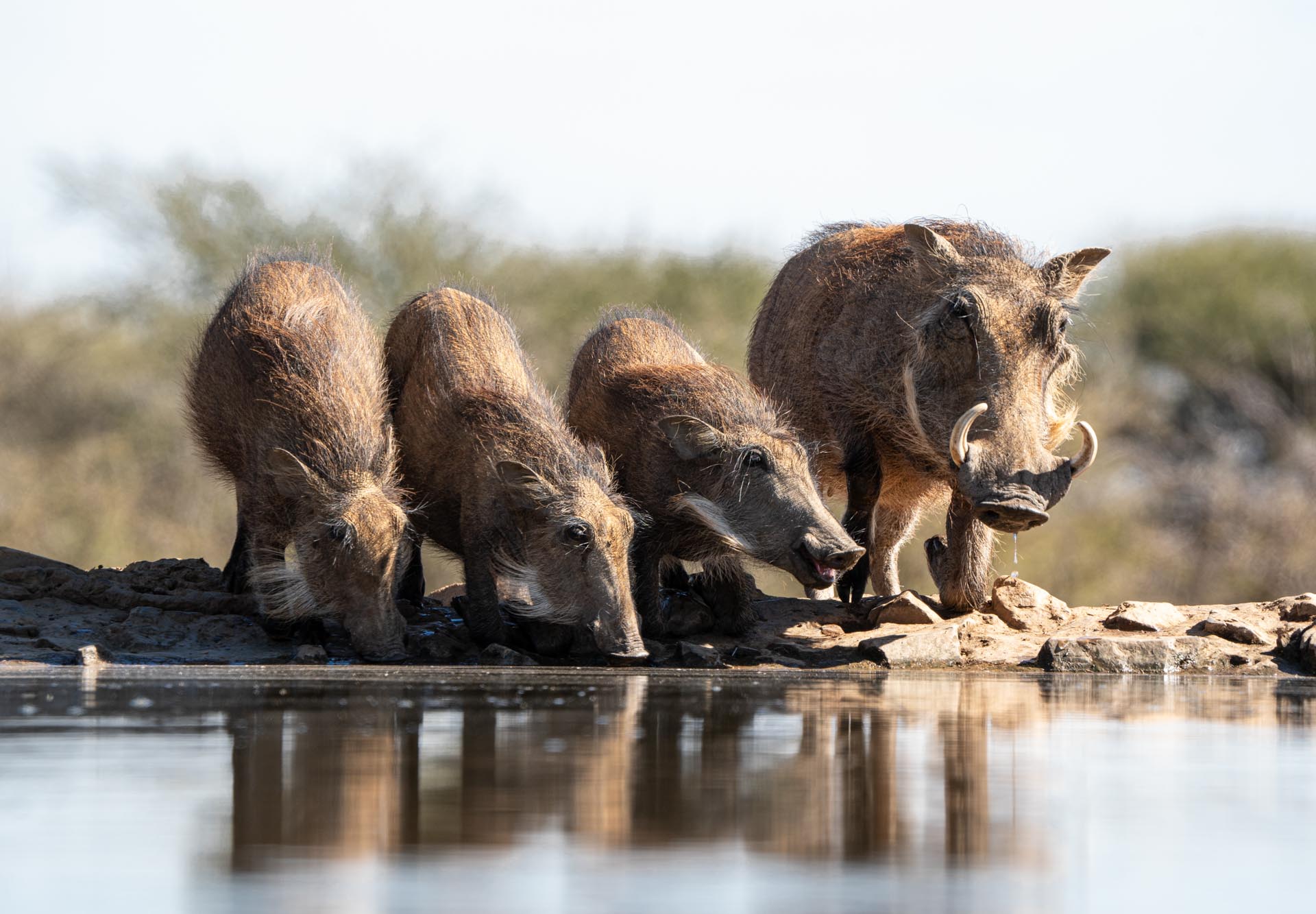 Warthogs drinking at the waterhole