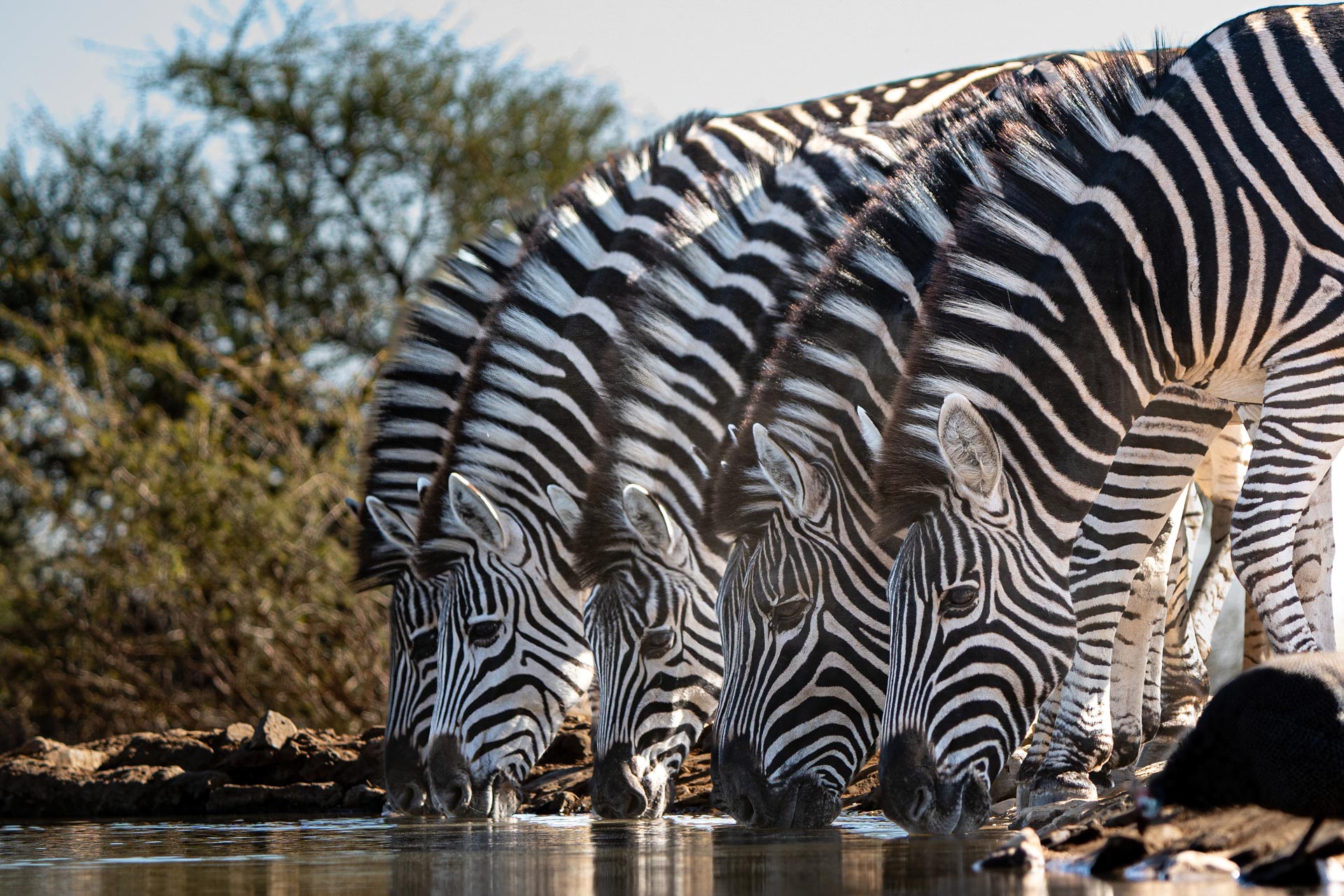 Zebra at the waterhole