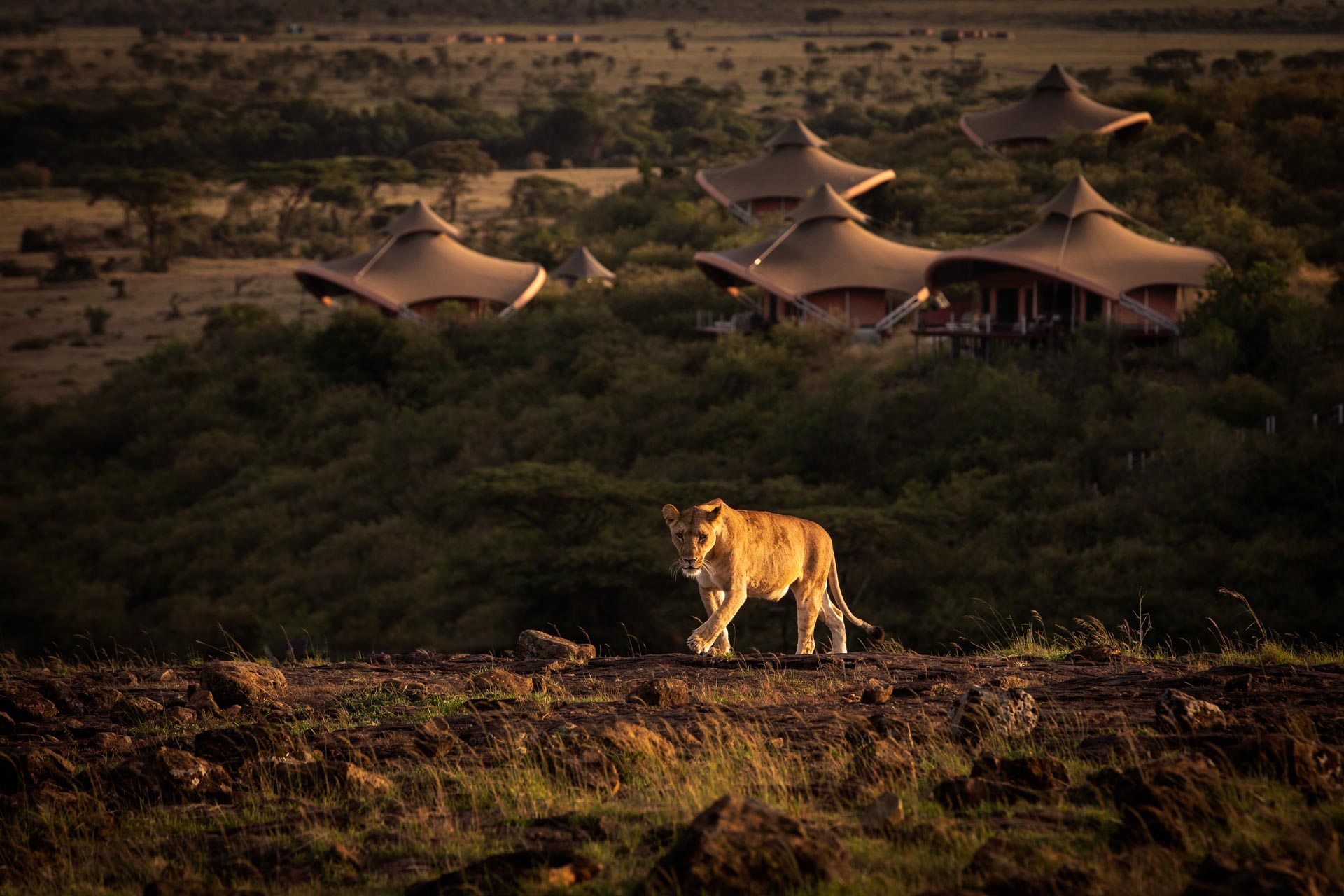Lion in front of camp