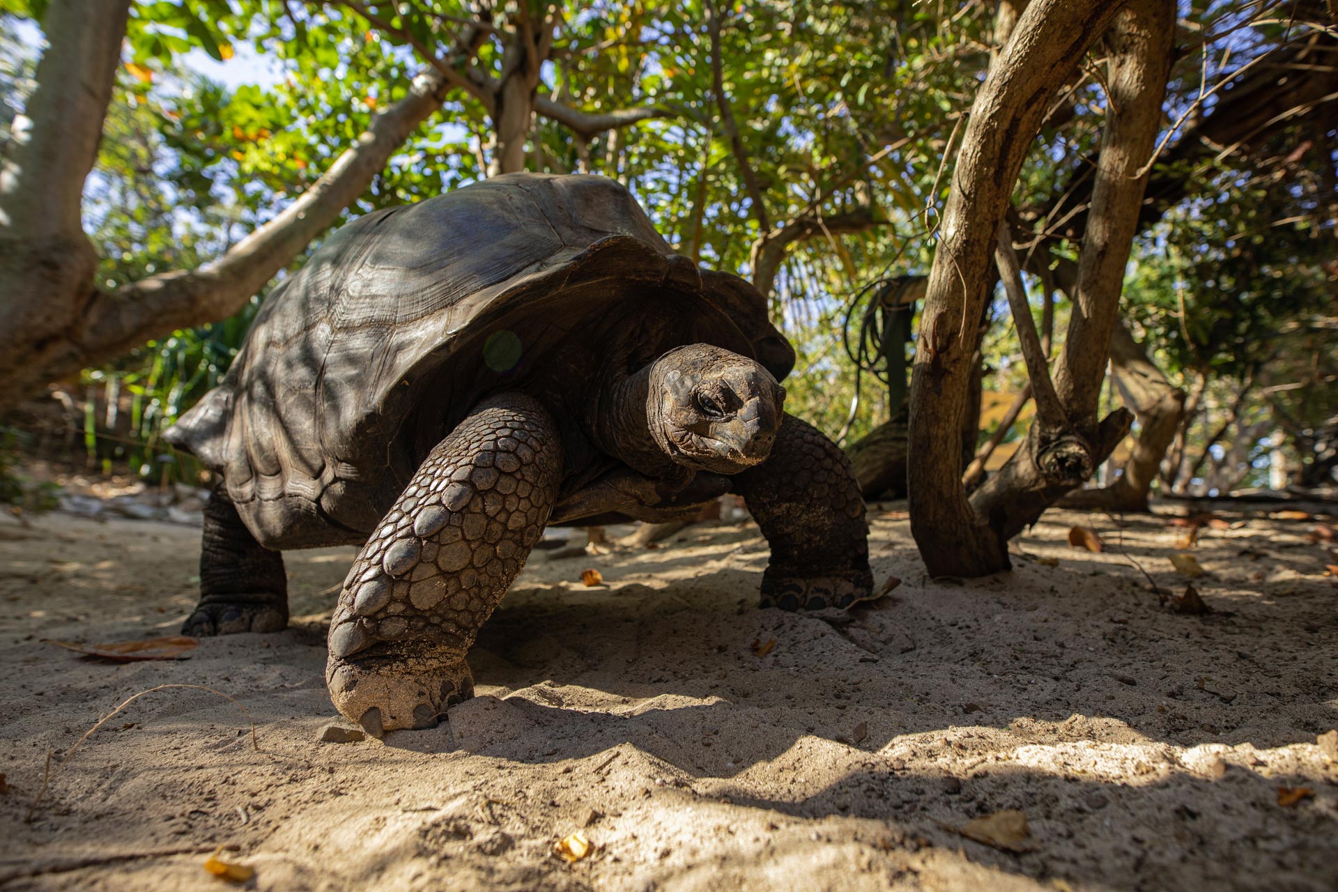 Giant Tortoise on Necker Island