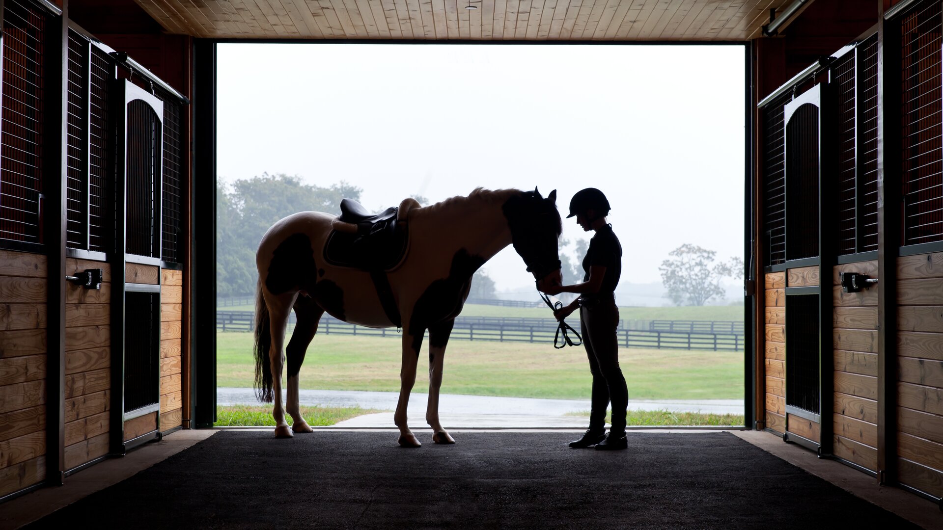 Horse Getting Ready for a Ride