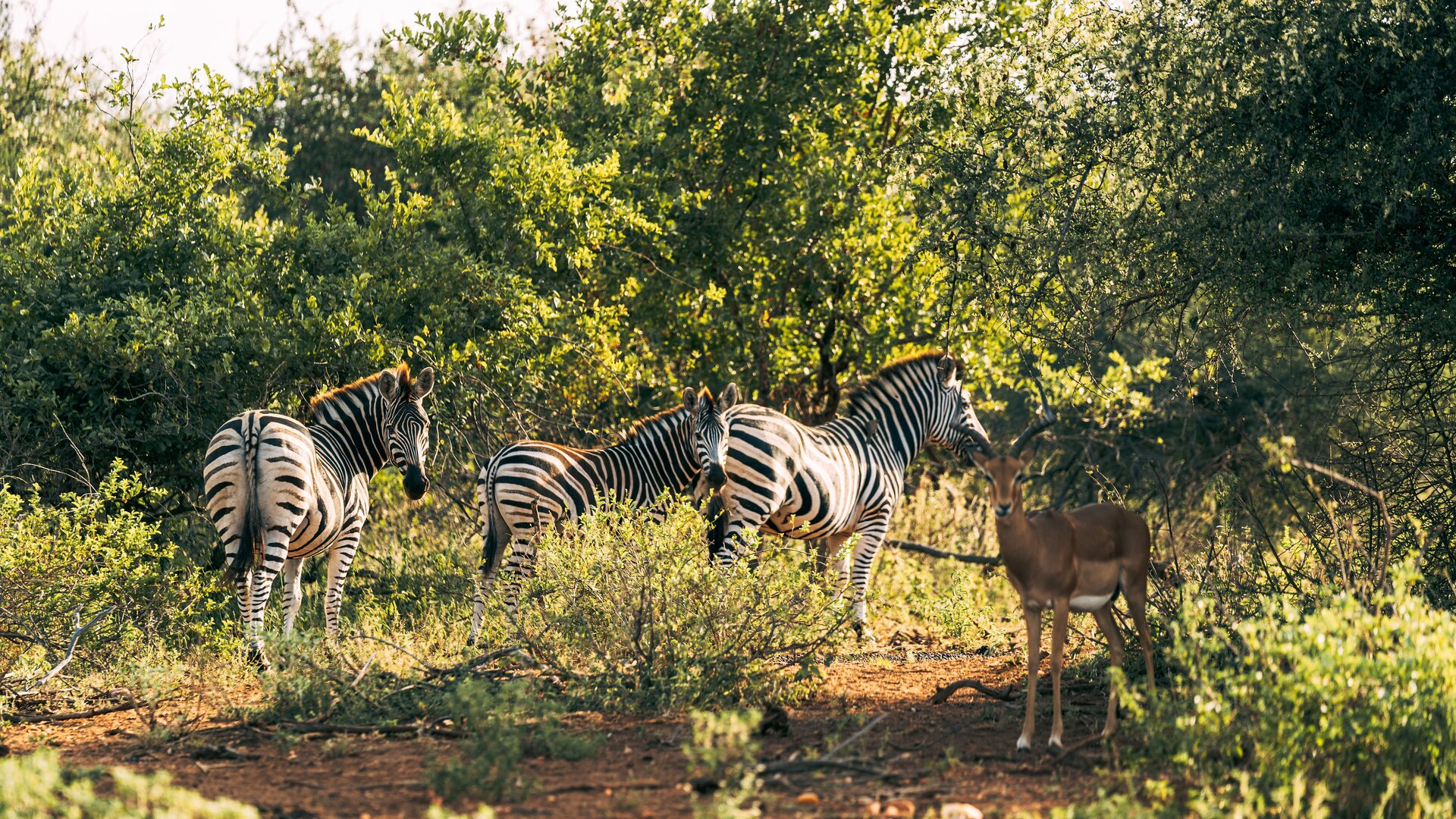 Zebra Sighting on Safari