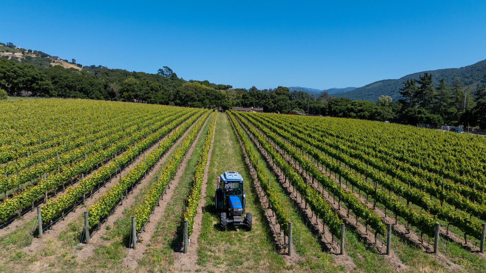 Ingrid's Vineyard at Bernardus