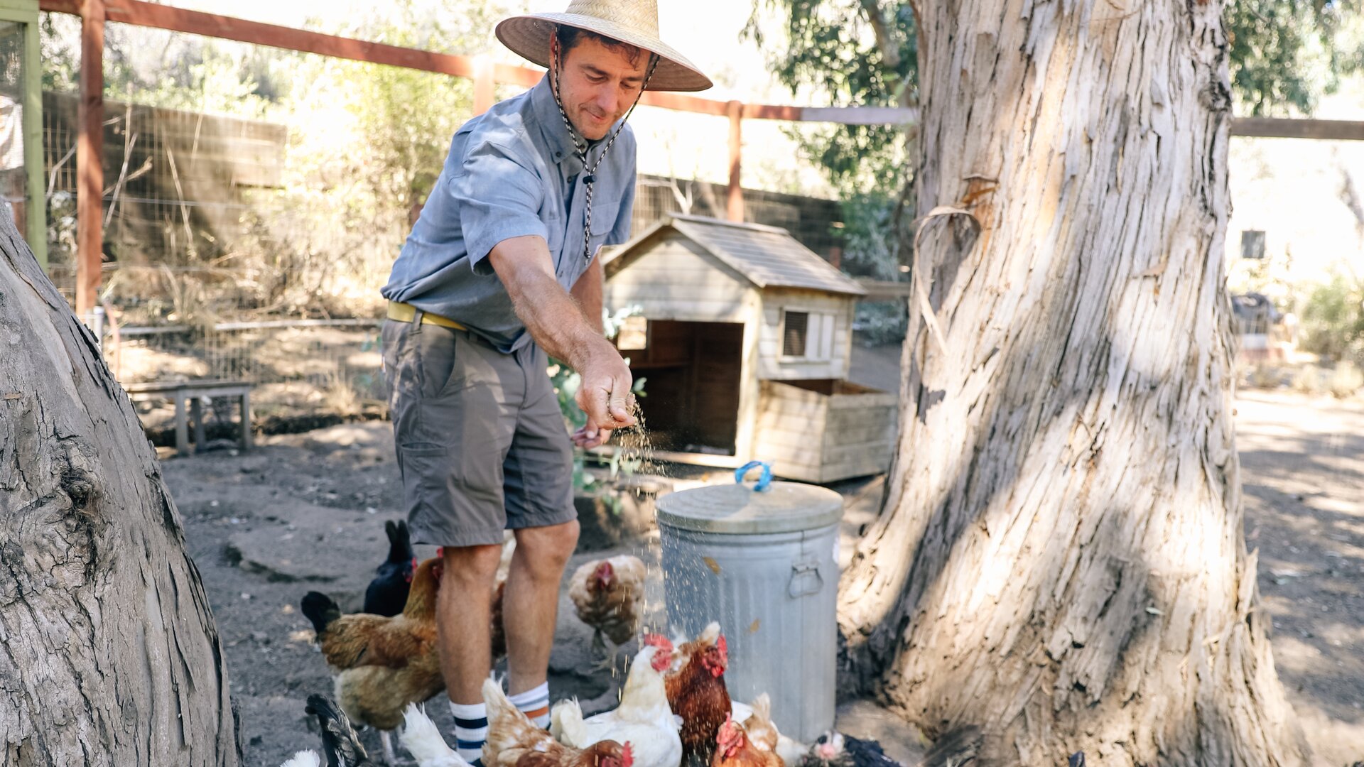 Harvest Farm Chickens
