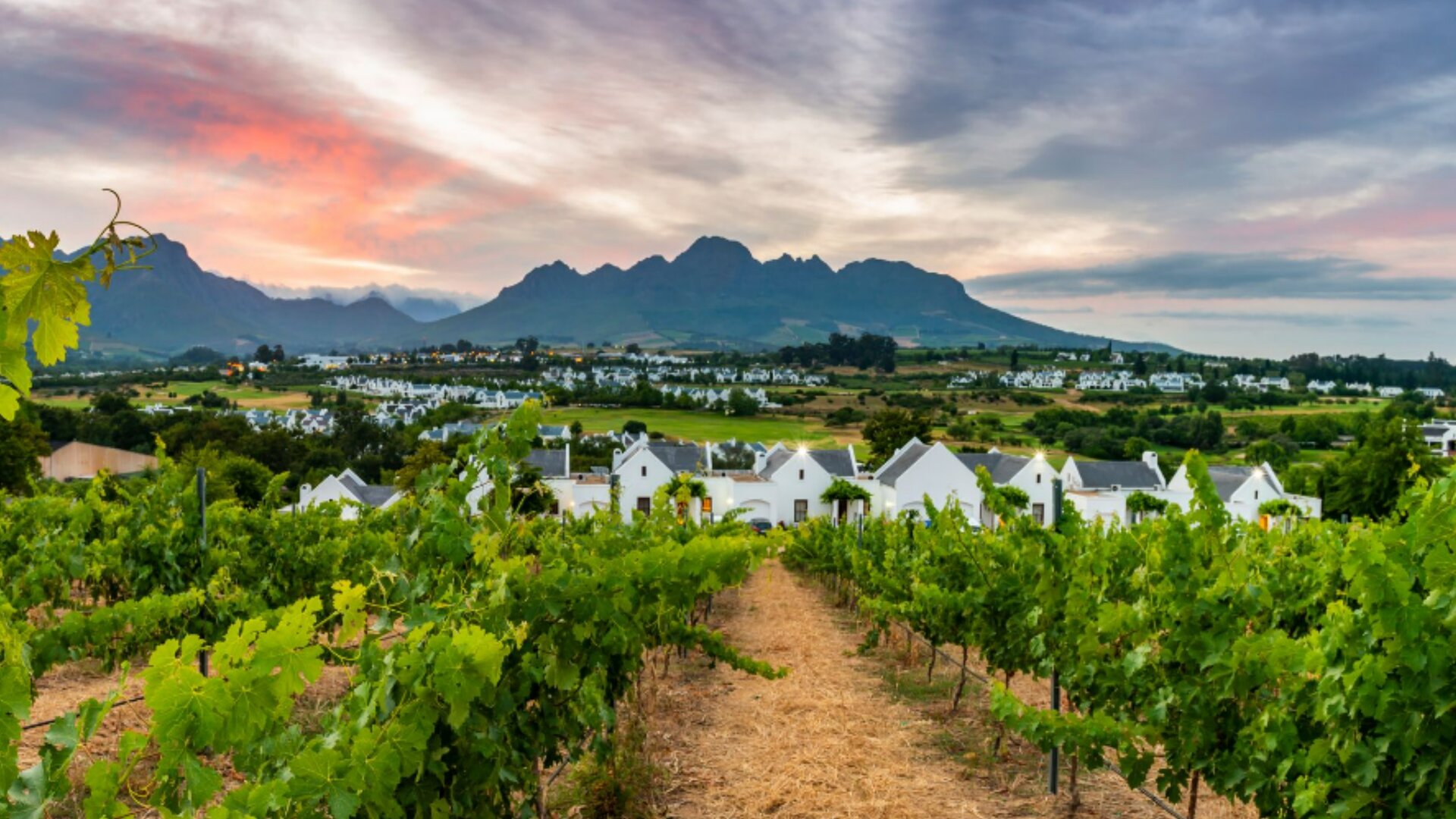 Exterior View with Vineyard at Foreground