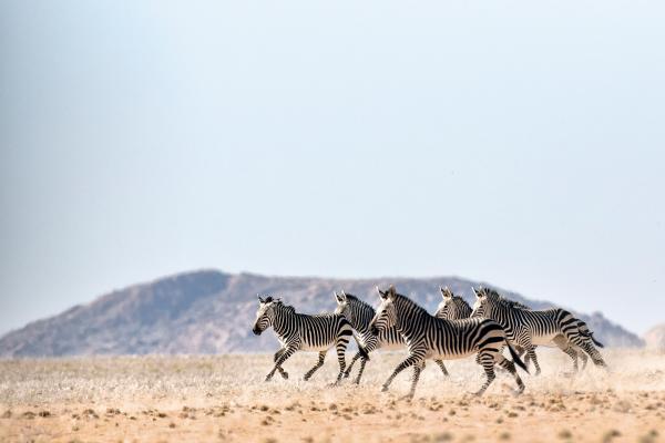 Herd of Zebra running through the desert near andBeyond Sossusvlei Desert Lodge