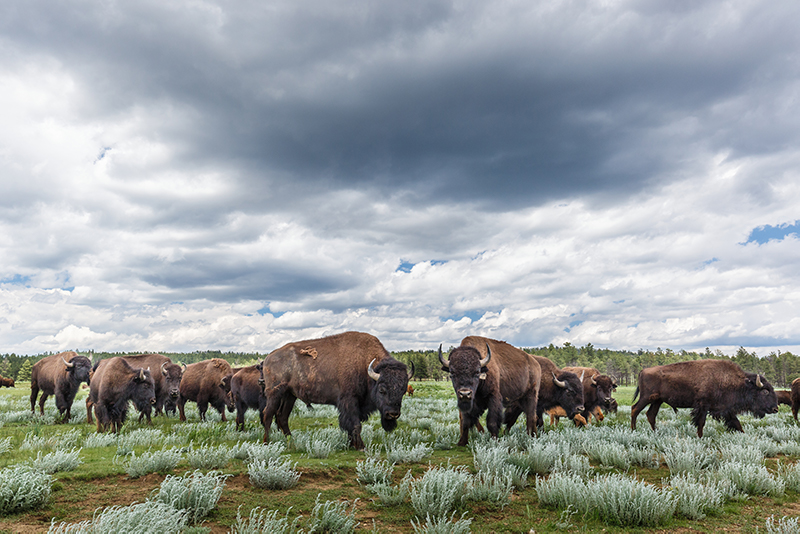 Bison at Vermejo, A Ted Turner Reserve