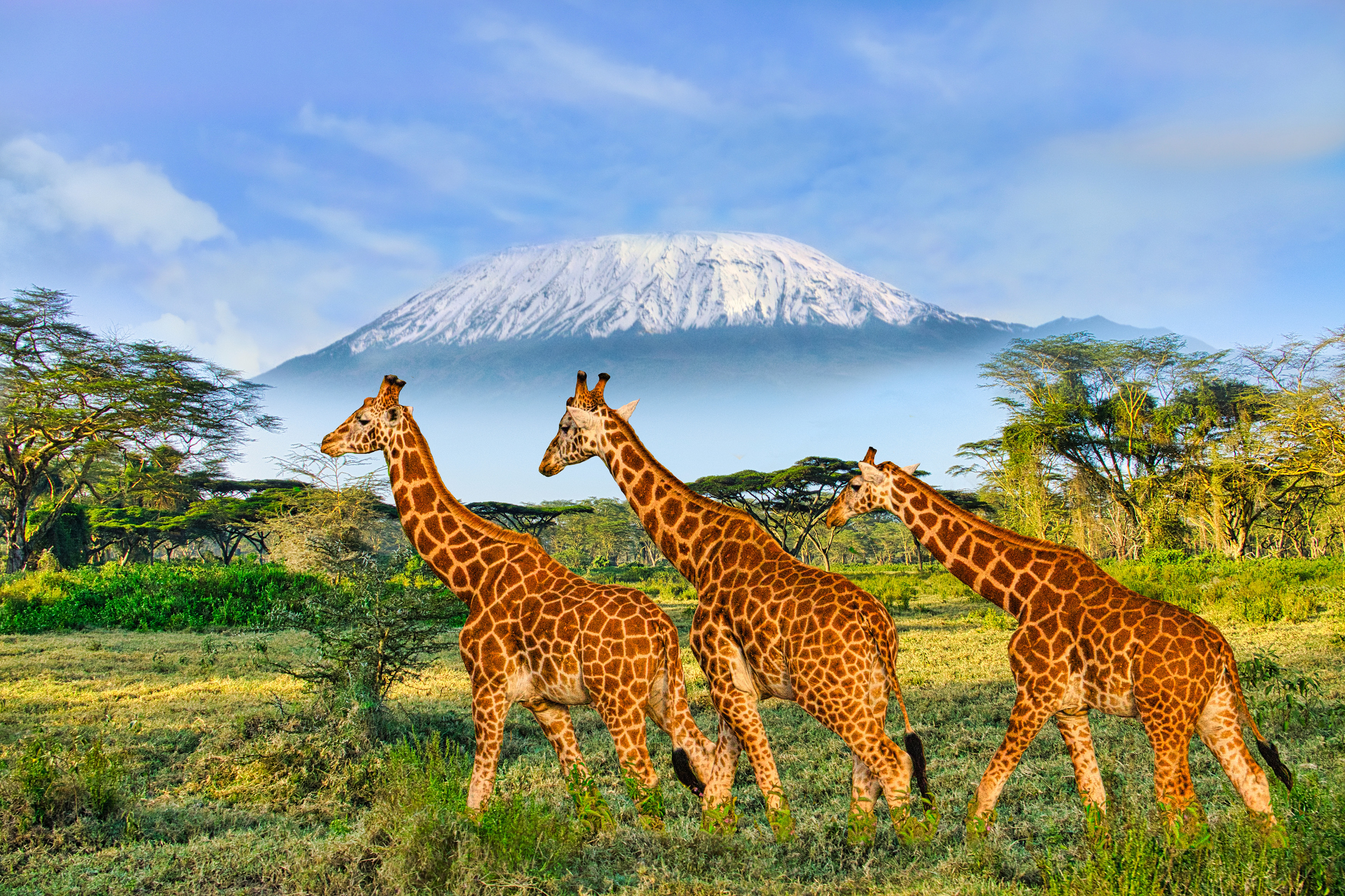 Africa