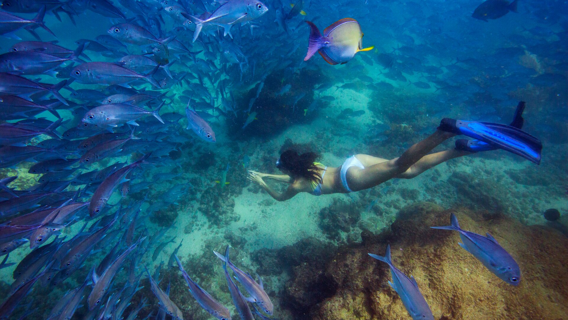 Snorkeling Big Eye Jacks