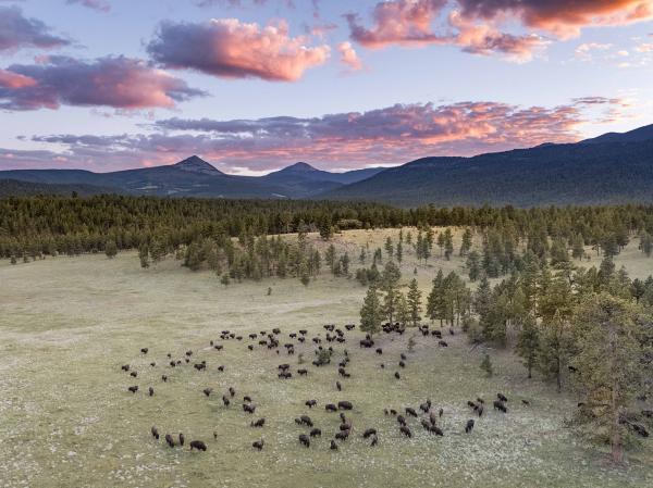 A herd of buffalo from Vermejo, a Ted Turner Reserve