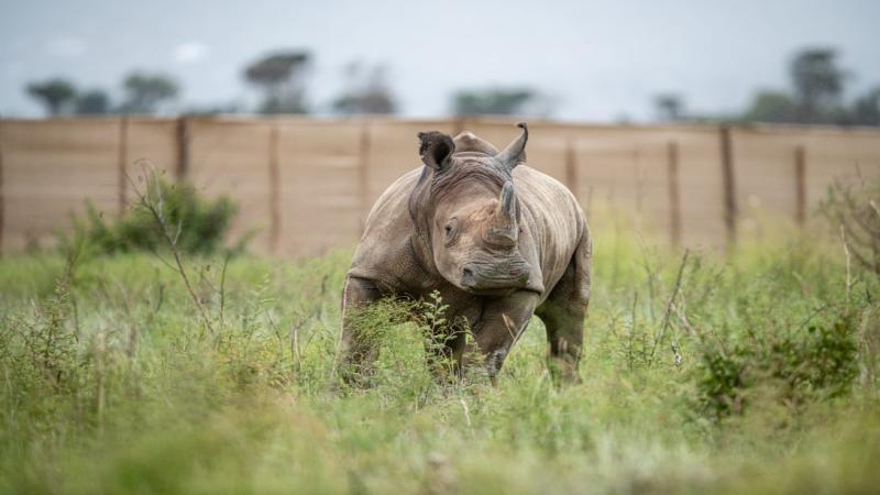 andBeyond, Rhinos to Rwanda with African Parks, and Gael van de Weghe
