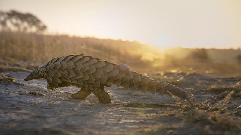 andBeyond, Pangolin conservation