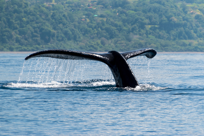 A humpback in Marino Ballena National Park.