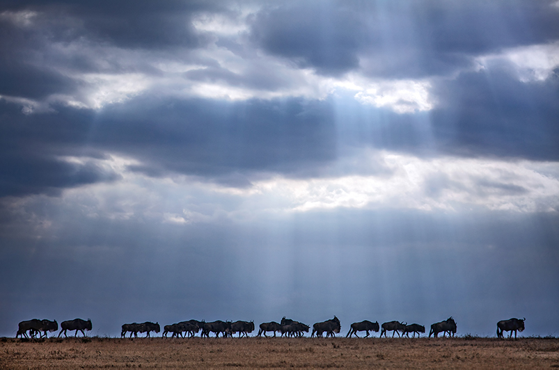 Migrating wildebeest in the Masai Mara.