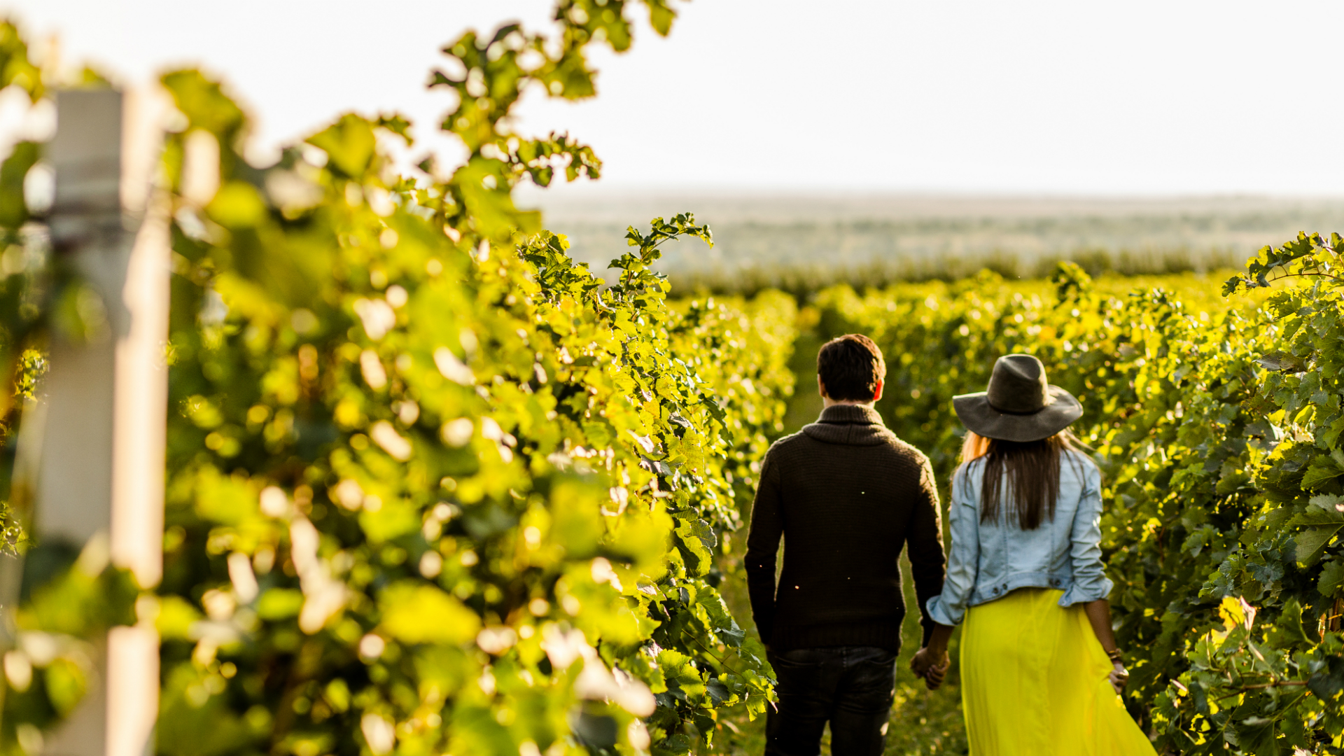 couple strolling in a vineyard in california sunshine