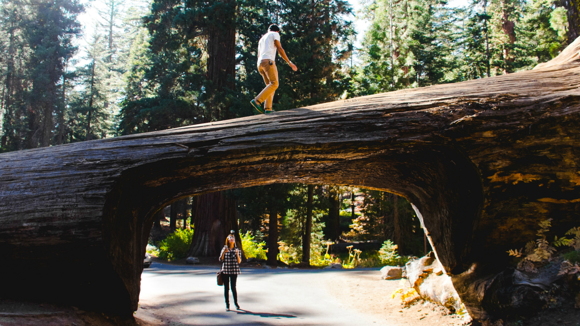 redwoods exploration couple on drive-through log california