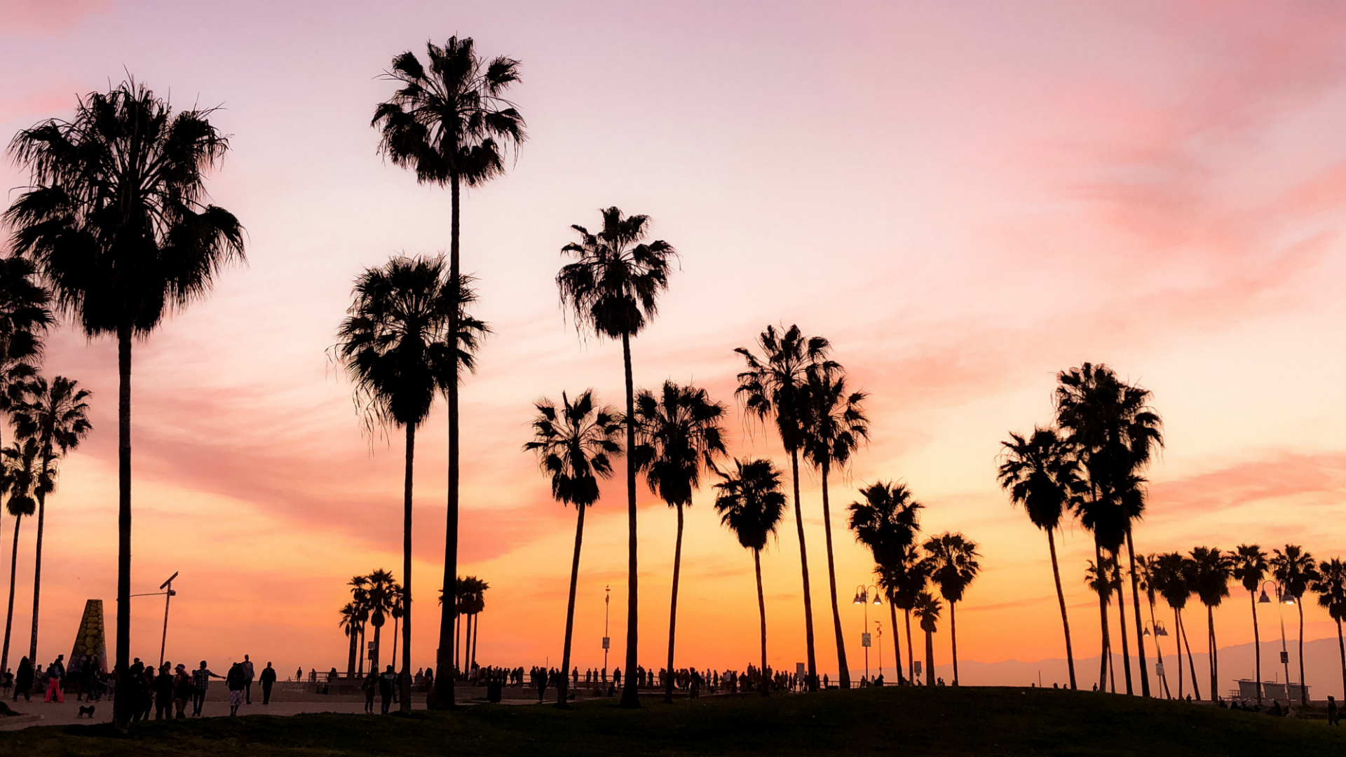 palm trees at sunset in california