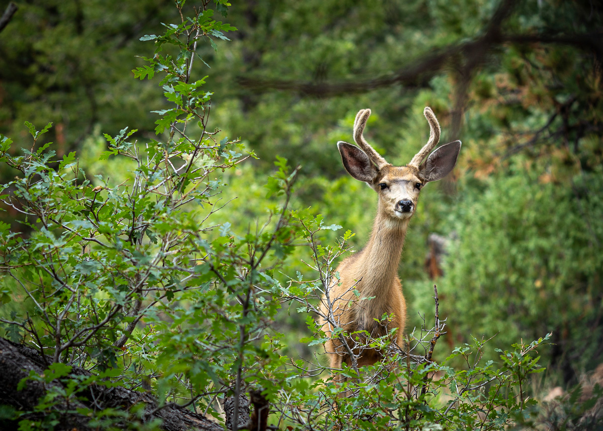 Little Buck in the Forest