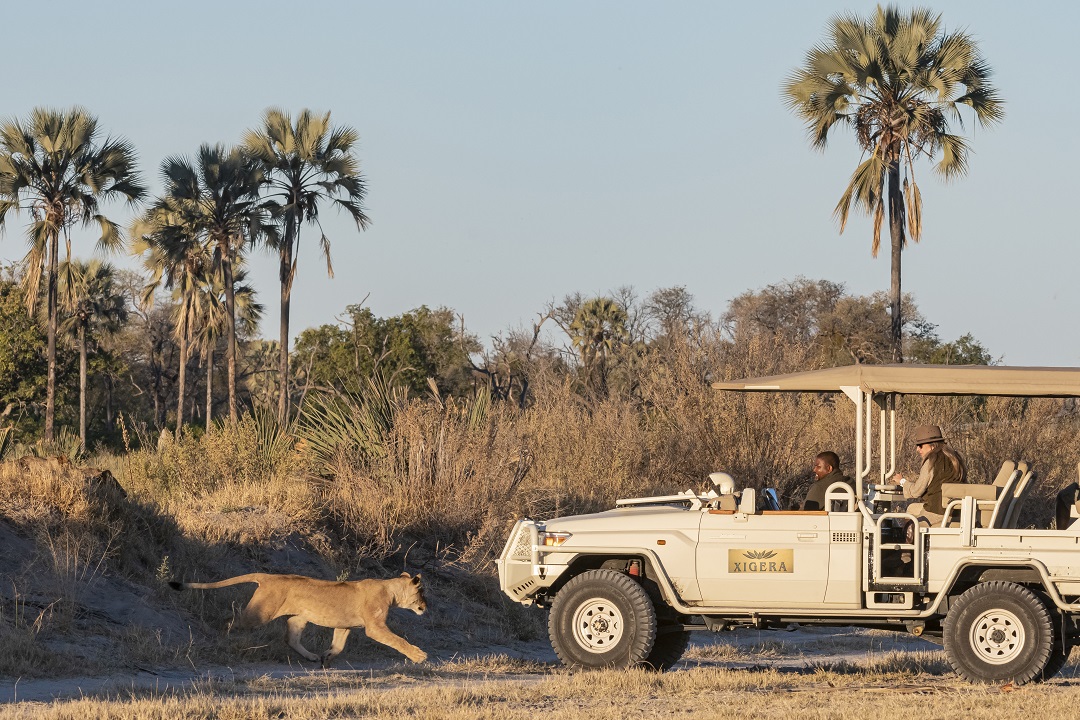 Safari