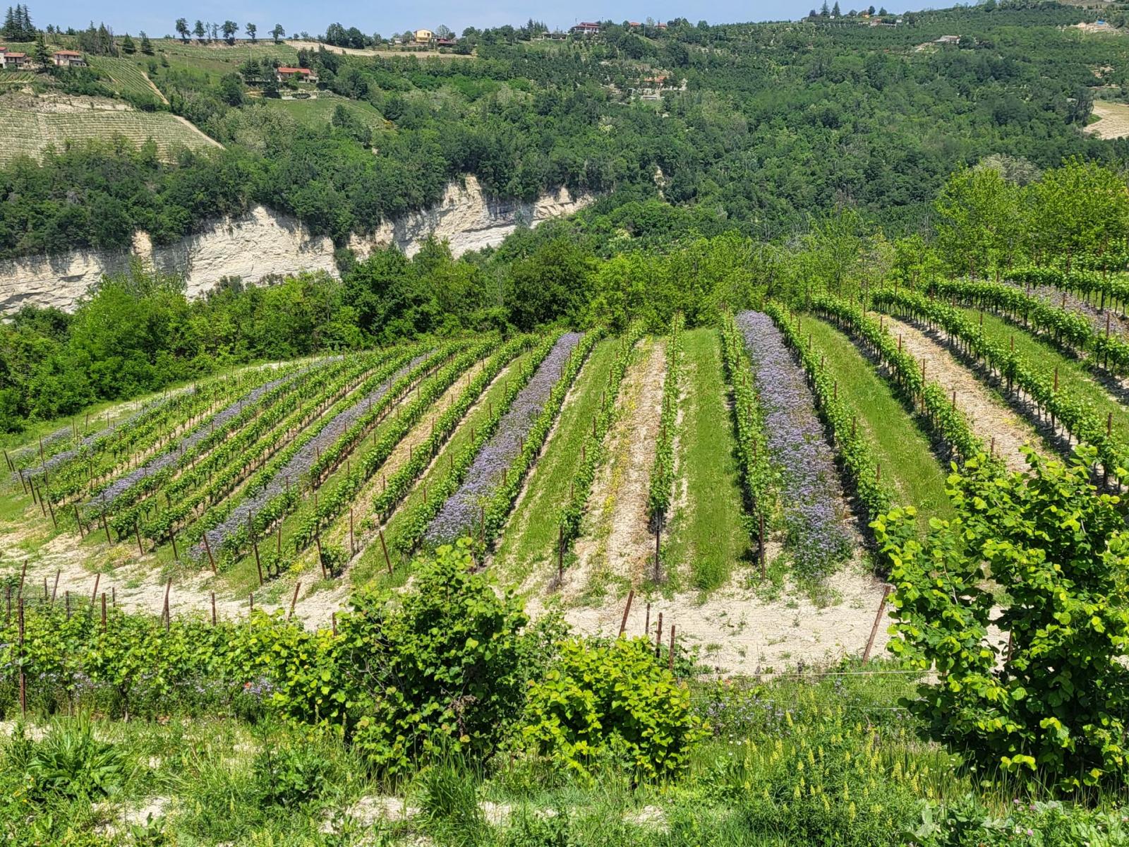 Casa di Langa in Italy - Beyond Green