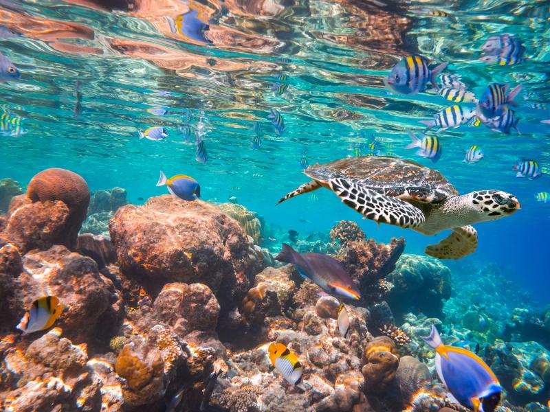 Sea Creatures and colorful coral in the Maldives