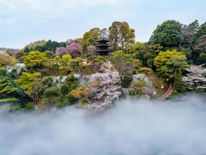 Hotel Chinzanso Tokyo Cherry Blossoms