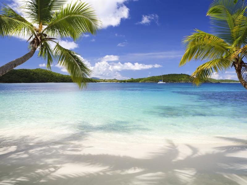 Caribbean Beach with Palm Trees