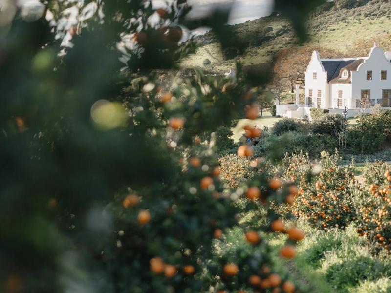 Owloon Manor House's serene orchard beauty with vibrant citrus trees framing a classic Cape Dutch manor nestled in lush greenery.