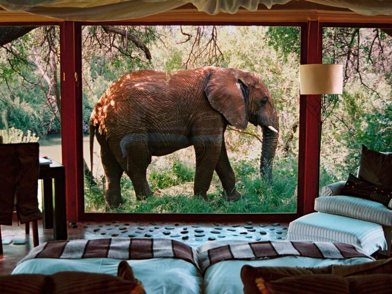 A dramatic floor‑to‑ceiling window brings wildlife up close inside a suite, paired with plush seating, rich wood framing, and accents of soft taupe, espresso brown, and leafy green.