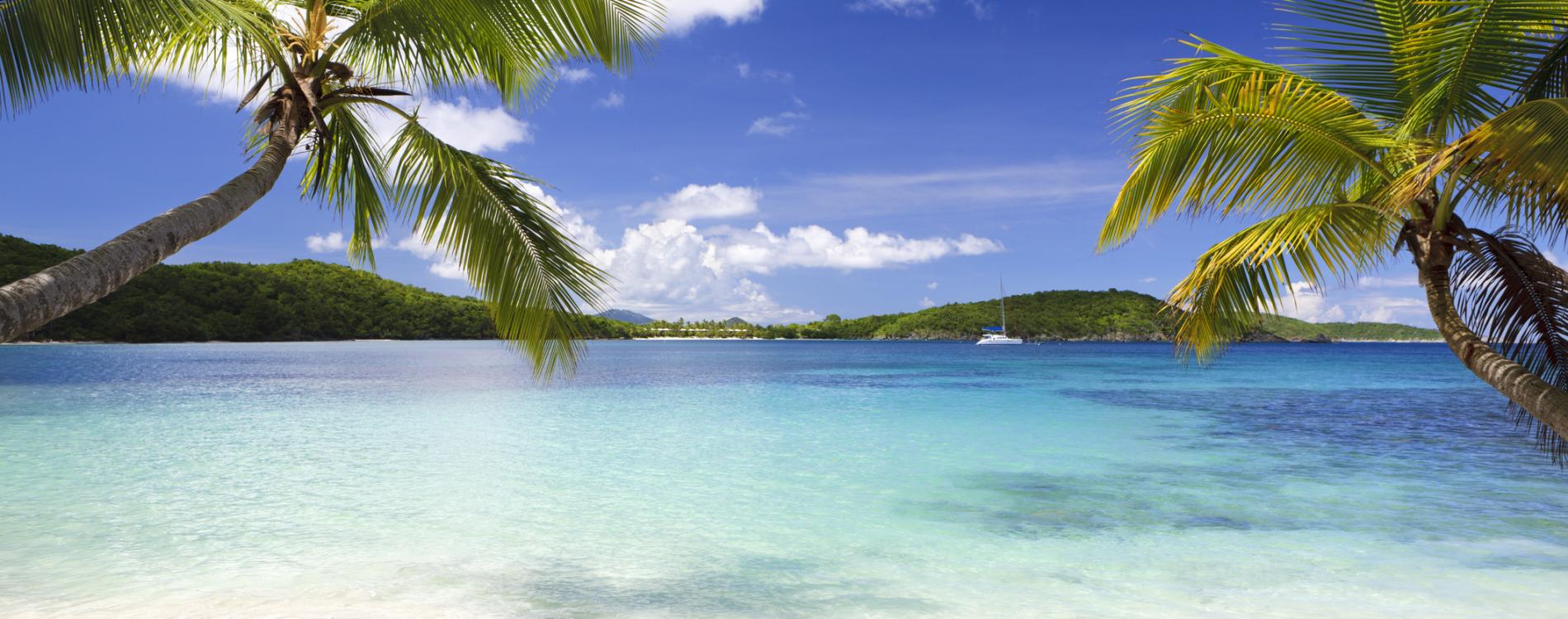 Caribbean Beach with Palm Trees