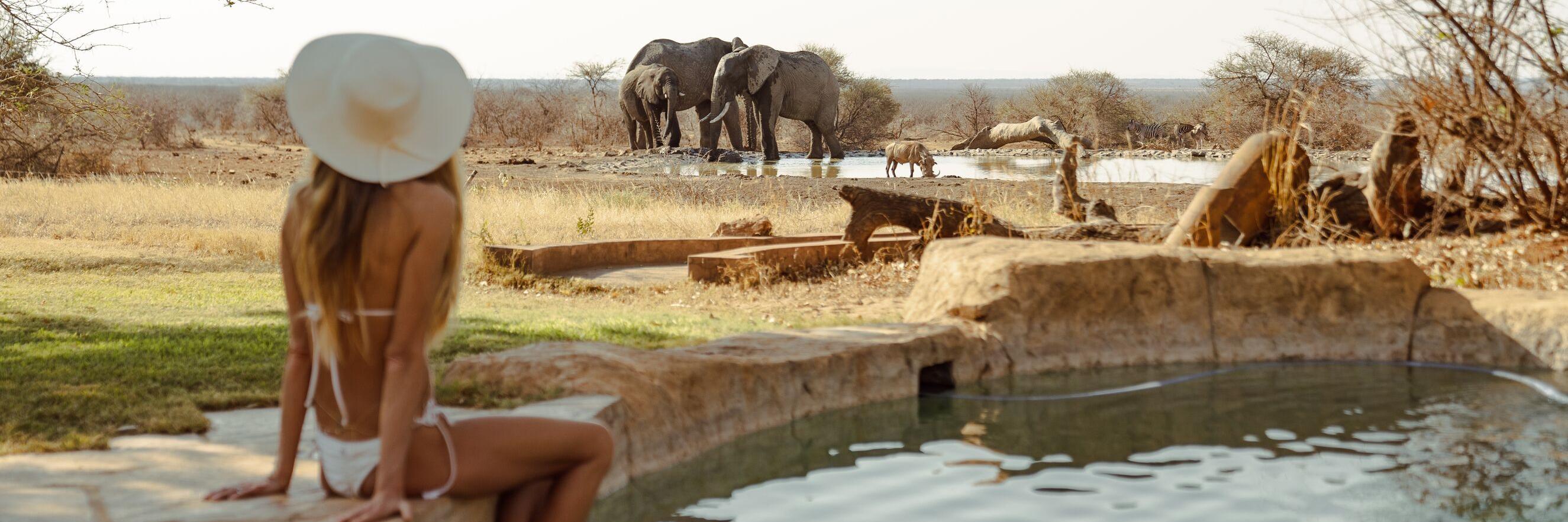 Last Word Madikwe Pool & Elephant Sighting