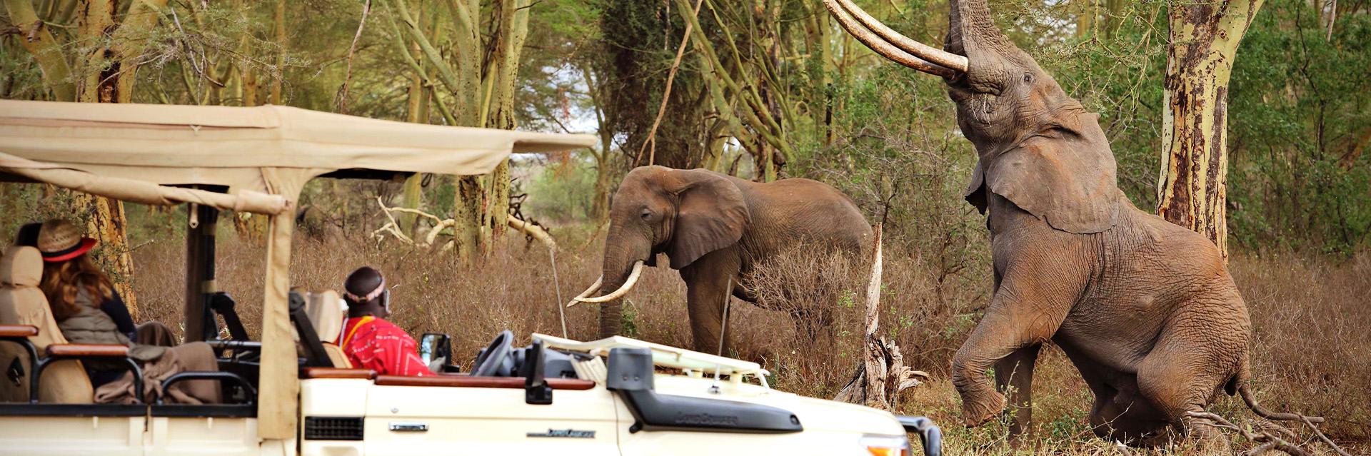 Finch Hattons Luxury Safari Camp Game Drive with Elephants