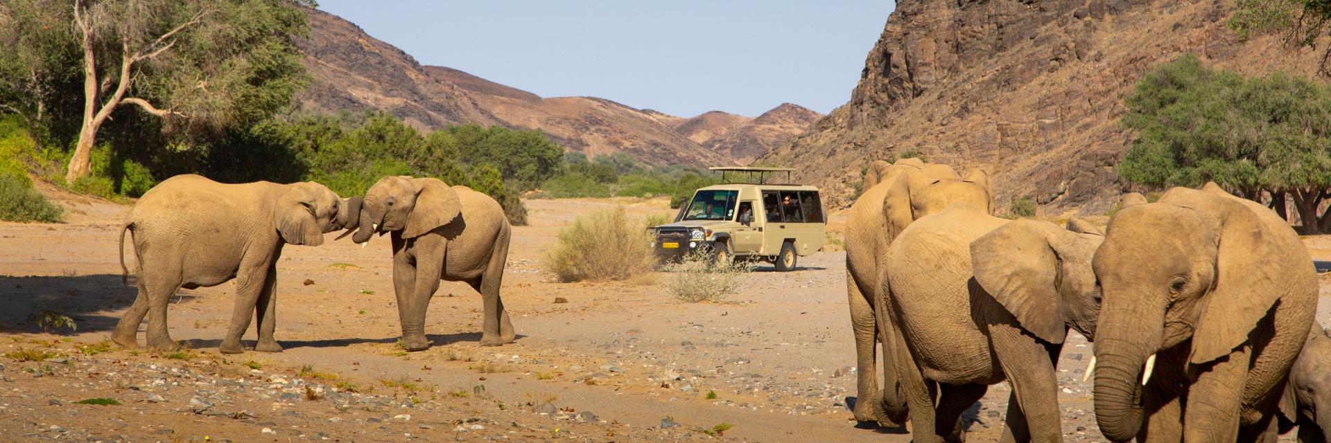 Elephants nearby in one of the dry riverbeds.