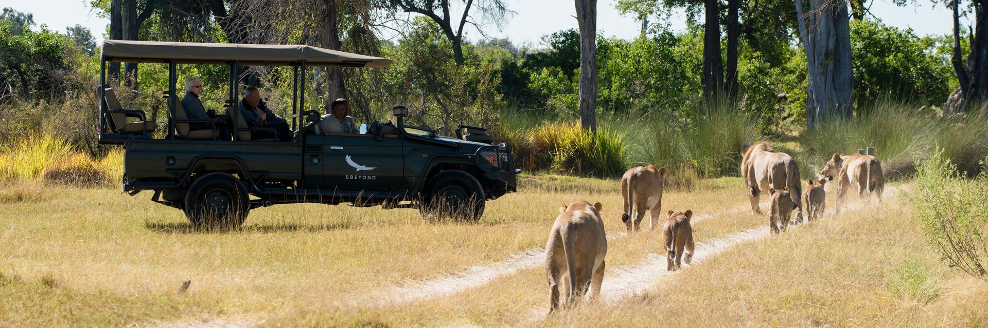 Safari Experience