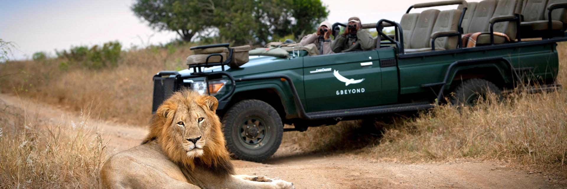 Lion on Safari