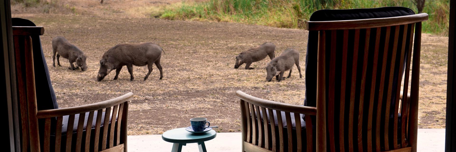 andBeyond Phinda Zuka Lodge Wild Animal Spotting from the Deck