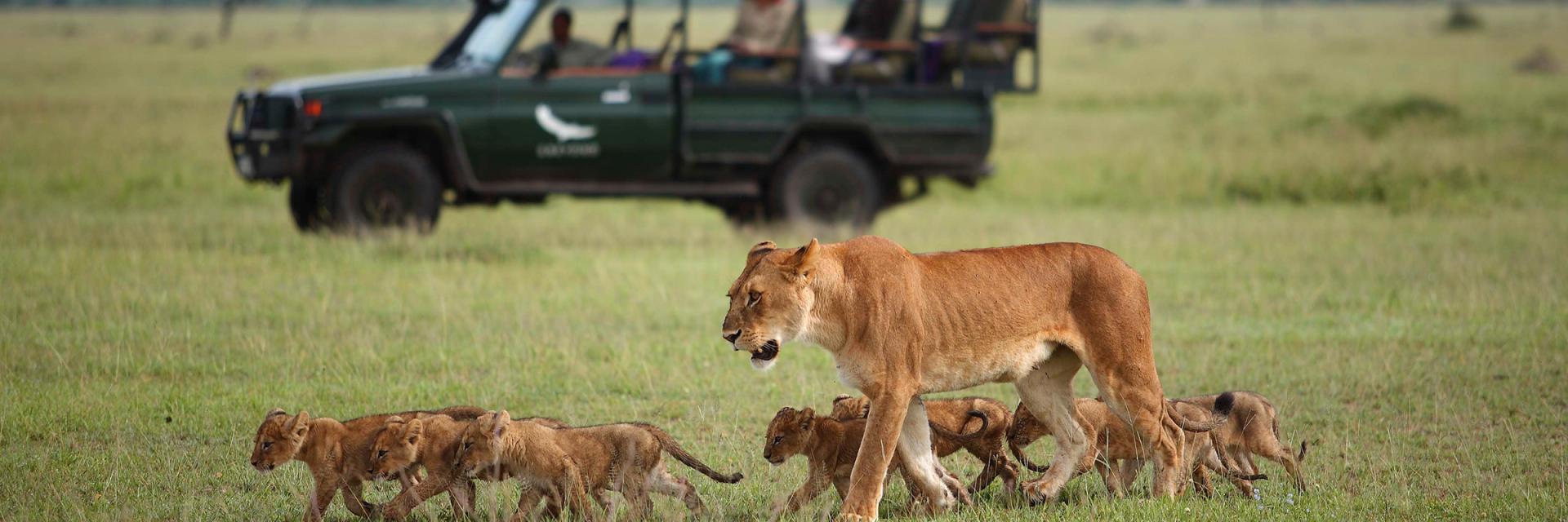 andBeyond Grumeti Serengeti River Lodge Game Drive Spotting Lioness with cubs
