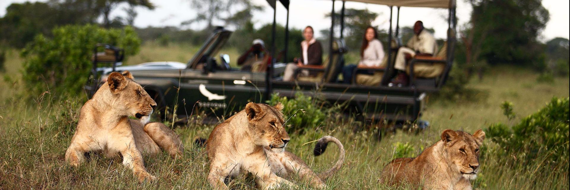 Game Drive: Lions