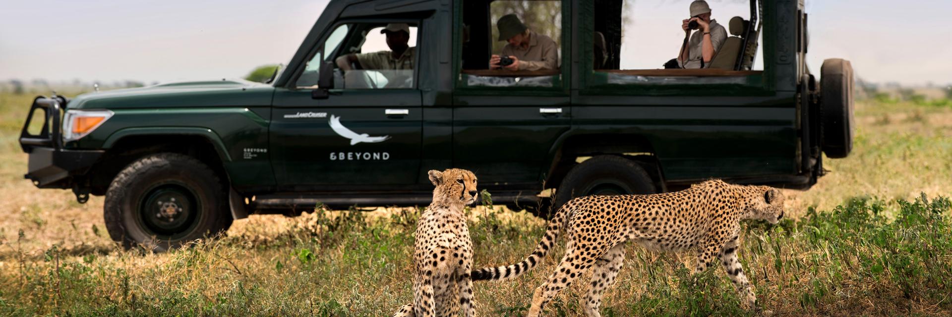 andBeyond Serengeti Under Canvas Game Drive Cheetah Watching