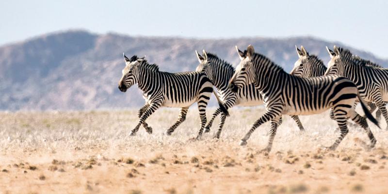 Zebras running through the grasslands near andBeyond Sossusvlei Desert Lodge